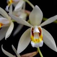Coelogyne flaccida Lindl. Perfume essential oil. Used by Singapore memories and jetaime perfumery as therapeutic orchid oil of asia