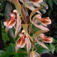 Coelogyne fuscescens Lindl. Perfume essential oil. Used by Singapore memories and jetaime perfumery as therapeutic orchid oil of asia