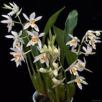 Coelogyne leucantha W.W. Sm. Perfume essential oil. Used by Singapore memories and jetaime perfumery as therapeutic orchid oil of asia