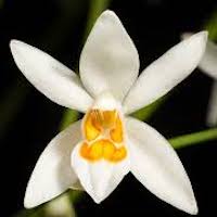 Coelogyne nitida (Wall ex D. Don) Lindl. Perfume essential oil. Used by Singapore memories and jetaime perfumery as therapeutic orchid oil of asia