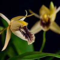 Coelogyne ovalis Lindl. Perfume essential oil. Used by Singapore memories and jetaime perfumery as therapeutic orchid oil of asia