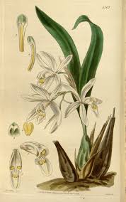 Coelogyne punctulata Lindl. Perfume essential oil. Used by Singapore memories and jetaime perfumery as therapeutic orchid oil of asia