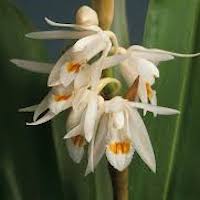 Coelogyne stricta (D. Don) Schltr Perfume essential oil. Used by Singapore memories and jetaime perfumery as therapeutic orchid oil of asia