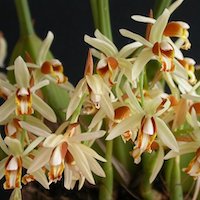 Coelogyne trinervis Lindl. Perfume essential oil. Used by Singapore memories and jetaime perfumery as therapeutic orchid oil of asia