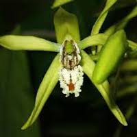 Coelogyne Zurowetzii orchids of singapore perfume workshop team building ingredient singapore great scent fragrance