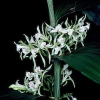 Corymborkis veratrifolia (Reinw.) Blume Perfume essential oil. Used by Singapore memories and jetaime perfumery as therapeutic orchid oil of asia