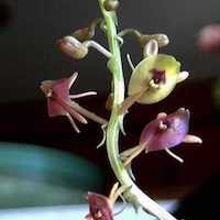 Brassavola Nodosa orchids of singapore perfume workshop team building ingredient singapore great scent fragrance
