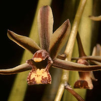 Cymbidium Bicolor Pubescens orchids of singapore perfume workshop team building ingredient singapore great scent fragrance