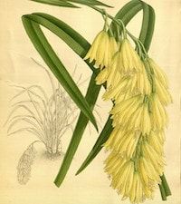 Cymbidium elegans Lindl. Perfume essential oil. Used by Singapore memories and jetaime perfumery as therapeutic orchid oil of asia