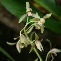 Cymbidium ensifolium (L.) Sw. Perfume essential oil. Used by Singapore memories and jetaime perfumery as therapeutic orchid oil of asia