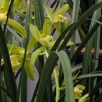 Cymbidium faberi Rolfe Perfume essential oil. Used by Singapore memories and jetaime perfumery as therapeutic orchid oil of asia