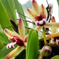 Cymbidium Finlaysonianum orchids of singapore perfume workshop team building ingredient singapore great scent fragrance