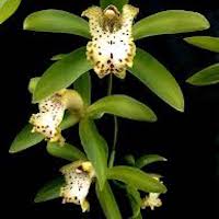 Cymbidium hookerianum Perfume essential oil. Used by Singapore memories and jetaime perfumery as therapeutic orchid oil of asia
