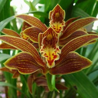 Cymbidium iridioides D. Don Perfume essential oil. Used by Singapore memories and jetaime perfumery as therapeutic orchid oil of asia