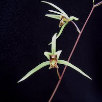 Cymbidium Kanran orchids of singapore perfume workshop team building ingredient singapore great scent fragrance