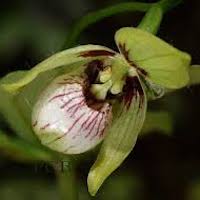 Cypripedium debile Reichb. f. Perfume essential oil. Used by Singapore memories and jetaime perfumery as therapeutic orchid oil of asia