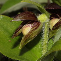 Cypripedium elegans, Rchb. f. Perfume essential oil. Used by Singapore memories and jetaime perfumery as therapeutic orchid oil of asia