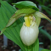 Cypripedium fasciolatum Franch. Perfume essential oil. Used by Singapore memories and jetaime perfumery as therapeutic orchid oil of asia