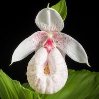 Cypripedium formosanum Hayata Perfume essential oil. Used by Singapore memories and jetaime perfumery as therapeutic orchid oil of asia