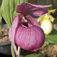 Cypripedium franchetii Rolfe Perfume essential oil. Used by Singapore memories and jetaime perfumery as therapeutic orchid oil of asia