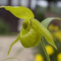 Cypripedium henryi Rolfe Perfume essential oil. Used by Singapore memories and jetaime perfumery as therapeutic orchid oil of asia