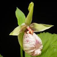 Cypripedium japonicum Thunb. Perfume essential oil. Used by Singapore memories and jetaime perfumery as therapeutic orchid oil of asia