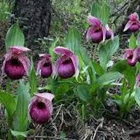 Cypripedium macranthos Sw. Perfume essential oil. Used by Singapore memories and jetaime perfumery as therapeutic orchid oil of asia