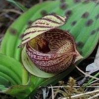 Cypripedium margaritaceum Franch. Perfume essential oil. Used by Singapore memories and jetaime perfumery as therapeutic orchid oil of asia