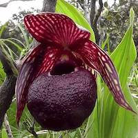 Cypripedium tibeticum King ex Rolfe syn. Cypripedium corrugatum Franch. Perfume essential oil. Used by Singapore memories and jetaime perfumery as therapeutic orchid oil of asia