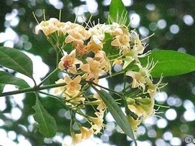Cyrtophyllum (Fagraea) Fragrans Perfume Workshop Sentosa Scent-osa fragrant plant singapore