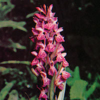 Dactylorhiza hatagirea (D. Don) Soo Perfume essential oil. Used by Singapore memories and jetaime perfumery as therapeutic orchid oil of asia