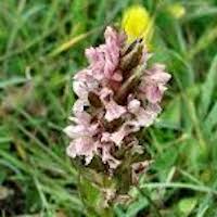  Dactylorhiza incarnata (L.) Soo Perfume essential oil. Used by Singapore memories and jetaime perfumery as therapeutic orchid oil of asia
