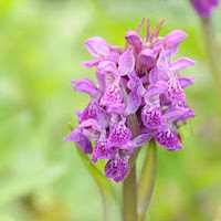 Dactylorhiza romana (Schltr.) Soo subsp. georgica Perfume essential oil. Used by Singapore memories and jetaime perfumery as therapeutic orchid oil of asia