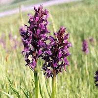 Dactyloriza umbrosa (Kar and Kir.) Nevski Soo Perfume essential oil. Used by Singapore memories and jetaime perfumery as therapeutic orchid oil of asia