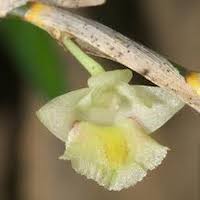 Dendrobium acinaciforme Roxb Perfume essential oil. Used by Singapore memories and jetaime perfumery as therapeutic orchid oil of asia