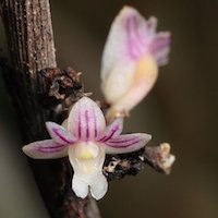 Dendrobium Aloifolium orchids of singapore perfume workshop team building ingredient singapore great scent fragrance