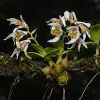 Dendrobium appendiculatum (Blume) Lindl.  Perfume essential oil. Used by Singapore memories and jetaime perfumery as therapeutic orchid oil of asia