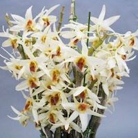 Dendrobium Aureum orchids of singapore perfume workshop team building ingredient singapore great scent fragrance