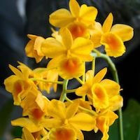 Vanda Mimi Palmer orchids of singapore perfume workshop team building ingredient singapore great scent fragrance