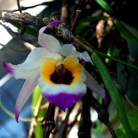 Dendrobium falconeri Hook.f.  Perfume essential oil. Used by Singapore memories and jetaime perfumery as therapeutic orchid oil of asia