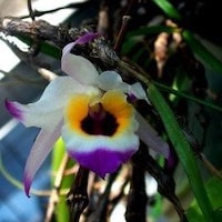 Pseudorchis albida orchids of singapore perfume workshop team building ingredient singapore great scent fragrance