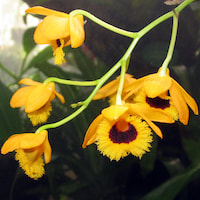 Dendrobium fimbriatum Hook. f.  Perfume essential oil. Used by Singapore memories and jetaime perfumery as therapeutic orchid oil of asia