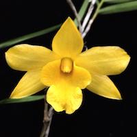 Dendrobium hancockii Rolfe Perfume essential oil. Used by Singapore memories and jetaime perfumery as therapeutic orchid oil of asia