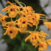 Dendrobium hookerianum Lindl. Perfume essential oil. Used by Singapore memories and jetaime perfumery as therapeutic orchid oil of asia