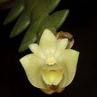 Dendrobium leonis (Lindl.) Rchb.f. Perfume essential oil. Used by Singapore memories and jetaime perfumery as therapeutic orchid oil of asia