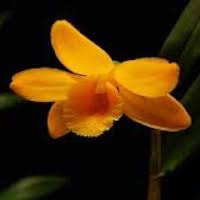 Dendrobium lohohense Tang & F.T.Wang Perfume essential oil. Used by Singapore memories and jetaime perfumery as therapeutic orchid oil of asia