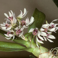 Dendrobium monticola P.F. Hunt & Summerh. Perfume essential oil. Used by Singapore memories and jetaime perfumery as therapeutic orchid oil of asia