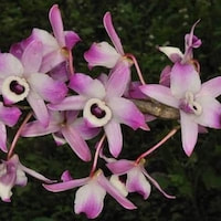 Dendrobium nobile Lindl.  Perfume essential oil. Used by Singapore memories and jetaime perfumery as therapeutic orchid oil of asia