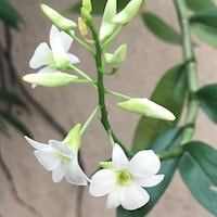 Dendrobium ovatum (L.) Kraenzl. Perfume essential oil. Used by Singapore memories and jetaime perfumery as therapeutic orchid oil of asia
