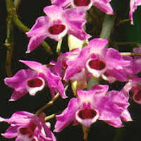 Dendrobium. Parishii Rchb. f. Perfume essential oil. Used by Singapore memories and jetaime perfumery as therapeutic orchid oil of asia